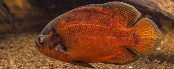 虎魚一次喂多少魚食：泰國虎魚喂食量主要取決于虎魚的大小和種類以下是具體的喂食建議