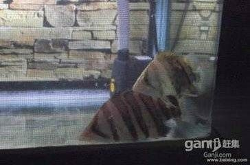 印尼虎突然暴斃：印尼虎魚突然暴斃可能由以下幾個原因引起：水質(zhì)問題