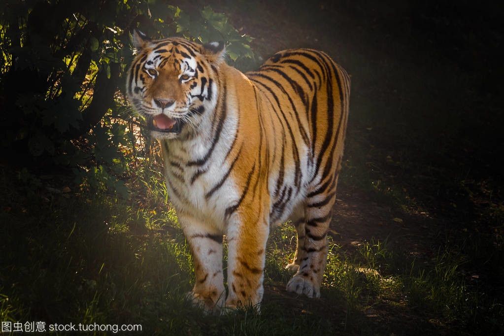 印尼虎突然暴斃：印尼虎魚突然暴斃可能由以下幾個原因引起：水質(zhì)問題