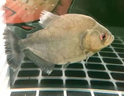 虎魚喂幾次：虎魚的喂食頻率因虎魚的大小和種類而異