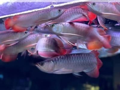 紅龍魚的燈光使用時間：關于紅龍魚的燈光使用時間的介紹