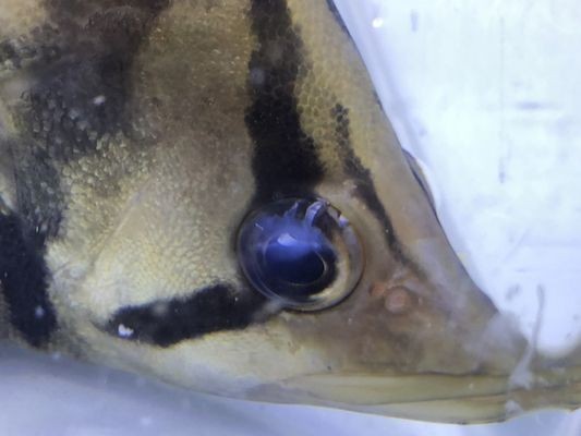 羅漢魚(yú)的飼養(yǎng)方法，羅漢魚(yú)、紅龍魚(yú)、紅龍魚(yú)、紅龍魚(yú)、紅龍魚(yú)、紅龍、紅龍