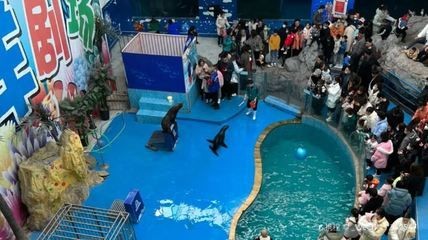 臨汾水族館vs祥龍魚(yú)場(chǎng)（臨汾水族館與祥龍魚(yú)場(chǎng)各有特色）