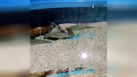 臨汾水族館vs祥龍魚(yú)場(chǎng)（臨汾水族館與祥龍魚(yú)場(chǎng)各有特色）