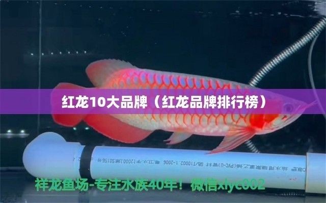 紅龍魚品牌等級排名圖：品紅龍魚品牌等級排名圖