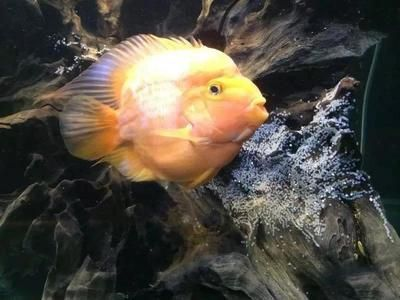 龍魚如何換缸不傷vs祥龍魚場(chǎng):龍魚如何換缸而不傷其身 vs祥龍魚場(chǎng) 第2張 龍魚如何換缸不傷vs祥龍魚場(chǎng):龍魚如何換缸而不傷其身 龍魚如何換缸不傷vs祥龍魚場(chǎng):龍魚如何換缸而不傷其身 vs祥龍魚場(chǎng) 第2張