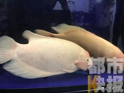 50公分魚缸養(yǎng)多少魚合適：50厘米的魚缸養(yǎng)多少魚合適