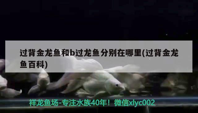 過背金龍魚和b過龍魚分別在哪里(過背金龍魚百科)