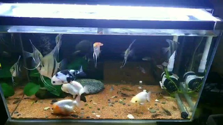 藍天龍魚vs祥龍魚場（祥龍魚場與藍天龍魚之間的區別）