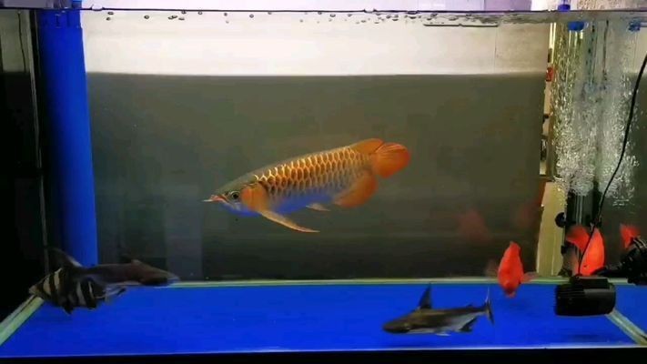 藍(lán)天龍魚vs祥龍魚場（祥龍魚場與藍(lán)天龍魚之間的區(qū)別）