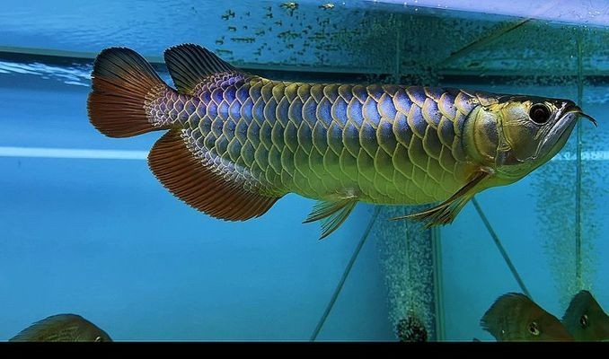 藍天龍魚vs祥龍魚場（祥龍魚場與藍天龍魚之間的區別）