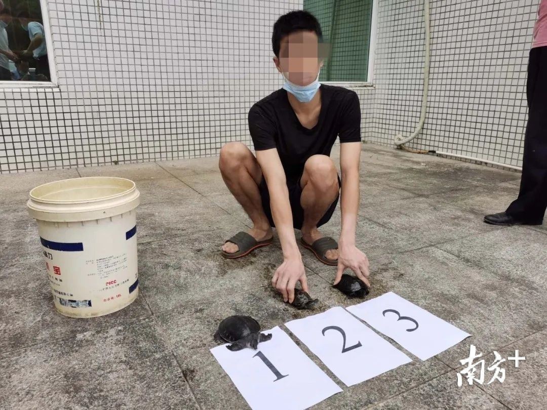 豬鼻龜2020年價格：豬鼻龜價格大概是多少