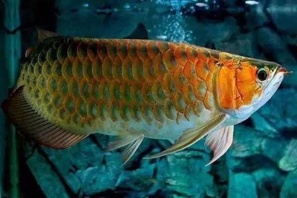 龍魚需要開燈多久vs祥龍魚場：如何選擇龍魚專用燈具