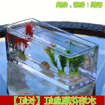 玻璃魚缸養什么植物：如何在玻璃魚缸中養植植物