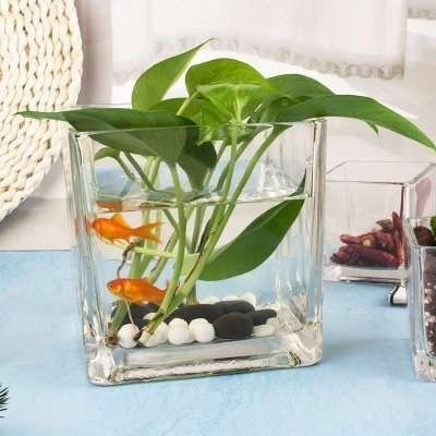 玻璃魚缸養(yǎng)什么植物：如何在玻璃魚缸中養(yǎng)植植物