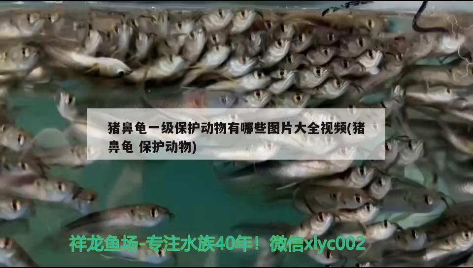 我的虎魚真菌感染了要怎么處理 豬鼻龜一級保護動物有哪些圖片大全視頻(豬鼻龜保護動物) 豬鼻龜百科 豬鼻龜一級保護動物有哪些圖片大全視頻(豬鼻龜保護動物) 豬鼻龜一級保護動物有哪些圖片大全視頻(豬鼻龜保護動物) 豬鼻龜百科