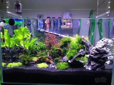 超白金晶魚缸價(jià)格多少錢：超白金晶魚缸價(jià)格因尺寸、品牌和銷售渠道有所不同