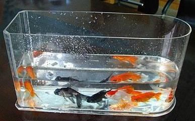 100的魚缸適合養多大的魚：100升的魚缸適合養多大的魚