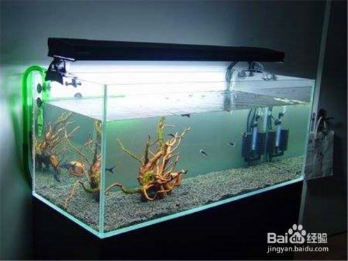 想買魚缸不知道怎么選好的,不同材質魚缸的優缺點對比 魚缸百科 第1張 想買魚缸不知道怎么選好的,不同材質魚缸的優缺點對比 想買魚缸不知道怎么選好的,不同材質魚缸的優缺點對比 魚缸百科 第1張
