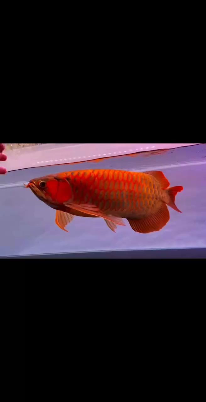 虎魚身上長白毛怎么治療圖片：虎魚身上長白毛怎么治療