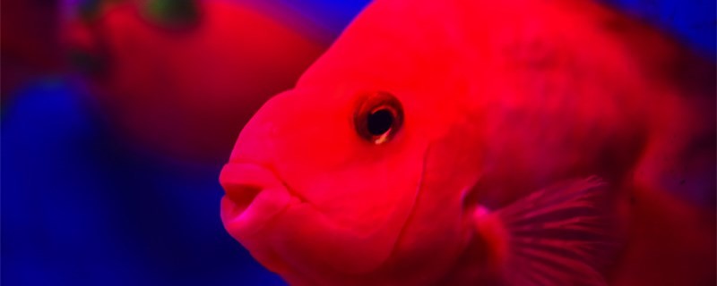 魚為什么吃同伴的尾巴魚咬尾巴怎么辦