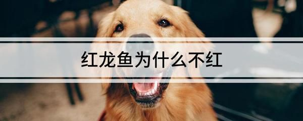紅龍魚褪色原因：紅龍魚褪色可能由多種因素引起，