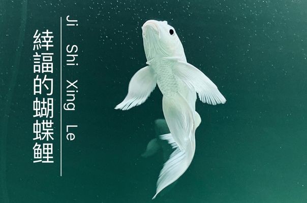 蝴蝶鯉飼料選擇指南，蝴蝶鯉專用飼料品牌對比,蝴蝶鯉幼魚飼料營養成分解析