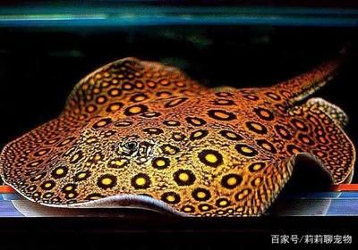 魟魚(yú)適宜的餌料種類(lèi)：魟魚(yú)的飼養(yǎng)技巧，[需手動(dòng)填充]魚(yú)適宜的餌料種類(lèi)