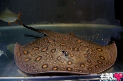 魟魚(yú)適宜的餌料種類(lèi)：魟魚(yú)的飼養(yǎng)技巧，[需手動(dòng)填充]魚(yú)適宜的餌料種類(lèi)