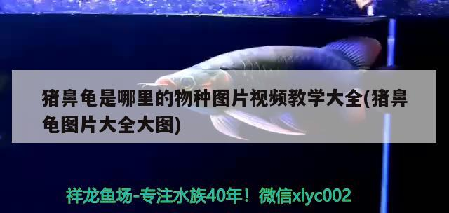 豬鼻龜是哪里的物種圖片視頻教學(xué)大全(豬鼻龜圖片大全大圖)