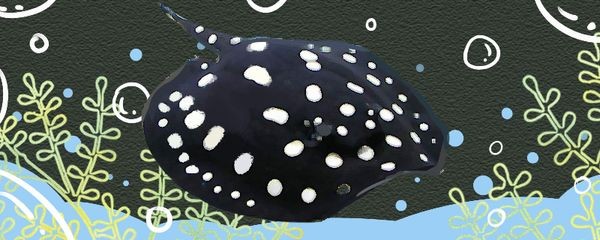 魟魚活餌喂食頻率建議：魟魚的喂食頻率一般是多少 魟魚活餌喂食頻率建議：魟魚的喂食頻率一般是多少 魟魚百科 第1張