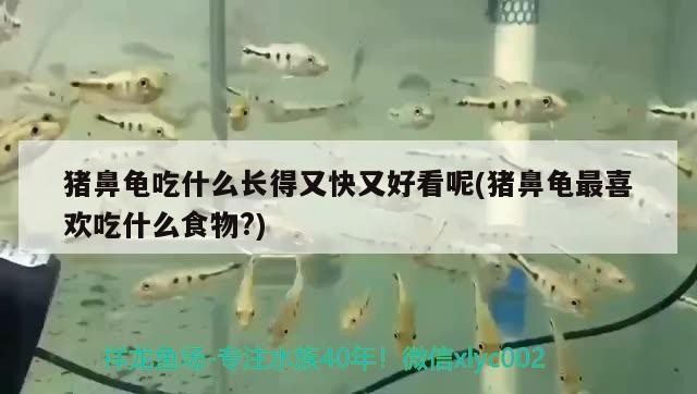 豬鼻龜吃什么長(zhǎng)得又快又好看呢(豬鼻龜最喜歡吃什么食物?)
