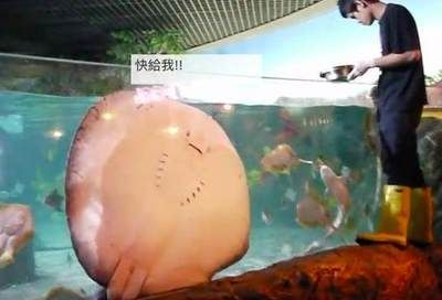 魟魚餓幾天會出問題嗎：魟魚餓幾天會出問題