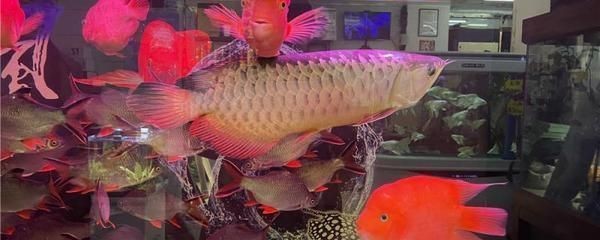 黑金魟魚疾病早期信號識別：黑金魟魚疾病早期信號多種多樣，黑金魟魚疾病的早期信號