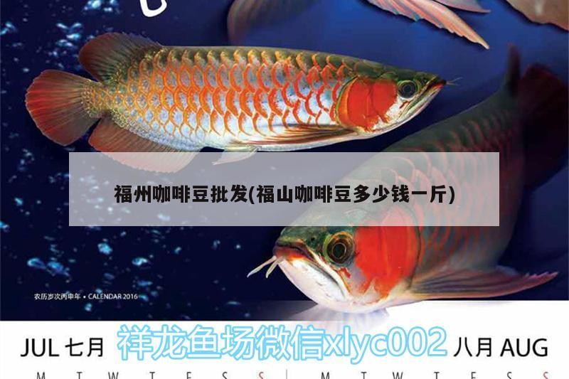 福州咖啡豆批發(fā)(福山咖啡豆多少錢(qián)一斤)