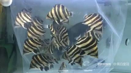 博特和創寧水泵的區別是什么：博特和創寧水泵各有優缺點