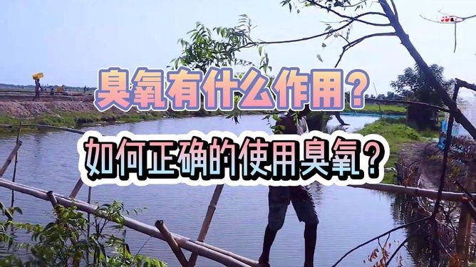 紅龍魚幼苗用臭氧嗎：紅龍魚幼苗使用臭氧在水產養殖中需要注意的事項和注意事項