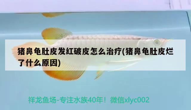 豬鼻龜肚皮發紅破皮怎么治療(豬鼻龜肚皮爛了什么原因)