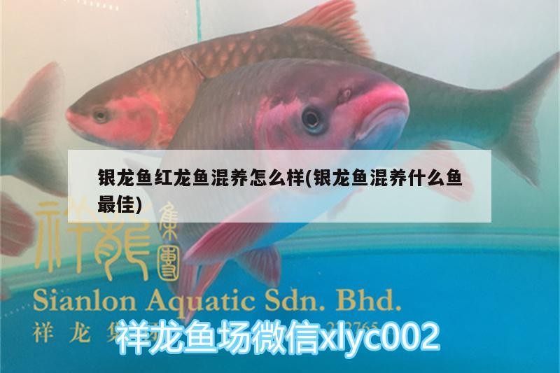 銀龍魚紅龍魚混養怎么樣(銀龍魚混養什么魚最佳) 銀龍魚紅龍魚混養怎么樣(銀龍魚混養什么魚最佳) 銀龍魚百科