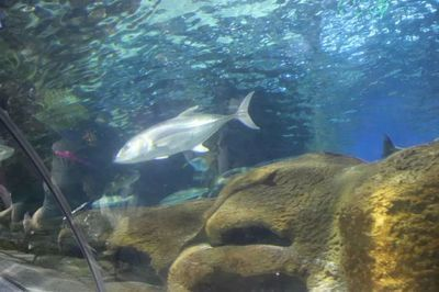 鐵嶺水族館vs祥龍魚場(鐵嶺水族館與祥龍魚場各有特色)