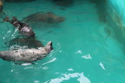 鐵嶺水族館vs祥龍魚場(鐵嶺水族館與祥龍魚場各有特色)