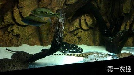 魟魚和紅龍混養：魟魚和紅龍混養的信息決定是否混養這兩種魚類之前需要考慮幾個因素