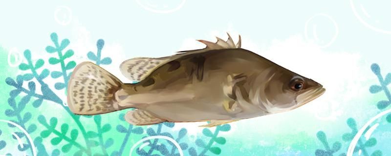 海桂魚和桂魚一樣嗎有什么區別