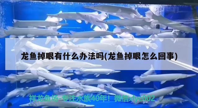 黃尾龍幼魚和金龍魚的區分黃尾龍幼魚和金龍魚的區別（小金頭過背金龍魚圖片欣賞）
