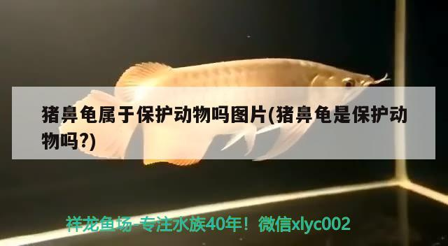 豬鼻龜屬于保護動物嗎圖片(豬鼻龜是保護動物嗎?)