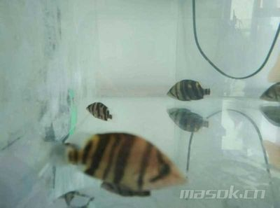 印尼虎魚水質(zhì)要求：印尼虎魚對(duì)水質(zhì)的要求