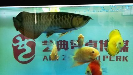 龍魚喂活的小魚需要注意什么vs祥龍魚場：祥龍魚場的評價如何