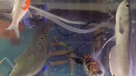 龍魚喂活的小魚需要注意什么vs祥龍魚場：祥龍魚場的評價如何