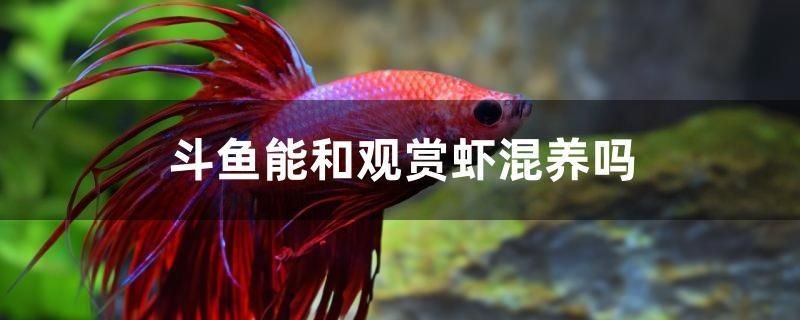 斗魚能和觀賞蝦混養嗎