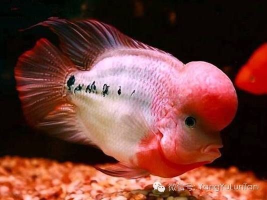 紅龍魚對兒童成長的影響：紅龍魚飼養成本分析